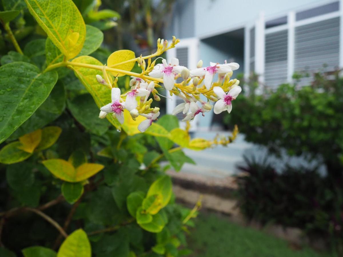Kas Di Bami A-186 Op Seru Coral Resort - Ruim Appartement Met Groot Zwembad En Tropische Tuin Willemstad Exterior foto
